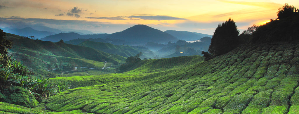 Meet our new traditional teas