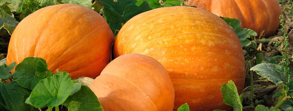 Pumpkin To Talk About