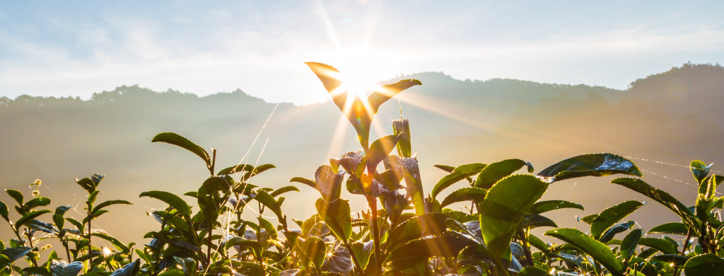Get the scoop on Fair Trade and Organic Teas