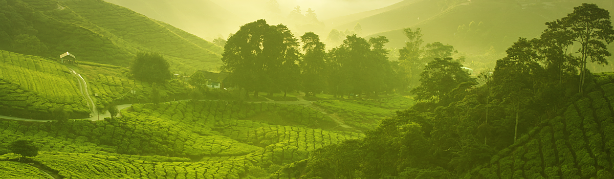 learn to love green tea