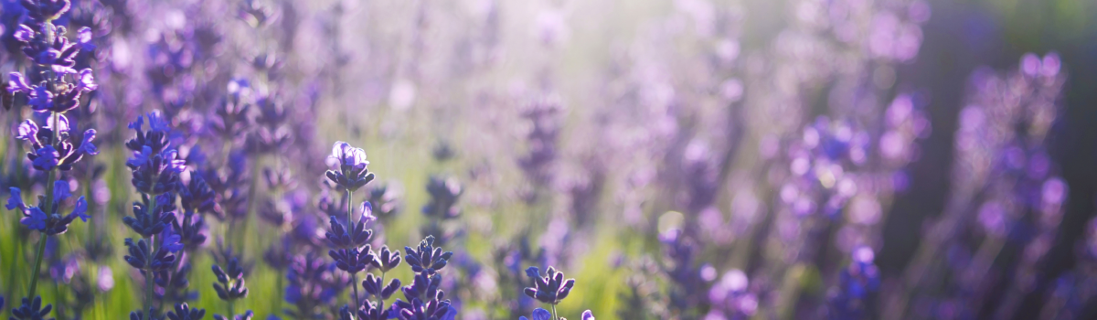 ingredient feature - lavender